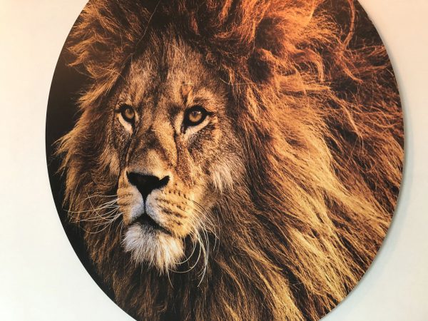 sunset-lion-foto.jpg