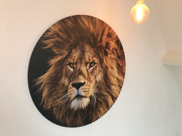 sunset-lion-foto2.jpg