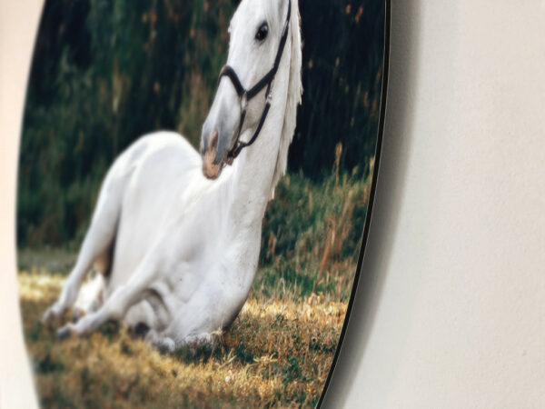 Liggend-Wit-Paard-dibond-rand.jpg