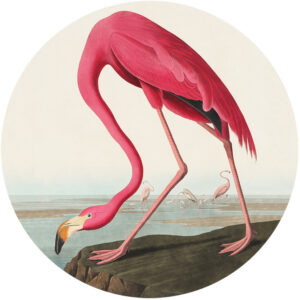 behangcirkel-flamingo-1000px.png
