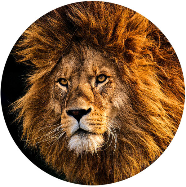 behangcirkel-sunset-lion-1000px.png
